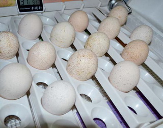 Перед закладанням на інкубацію індичі яйця необхідно прогріти